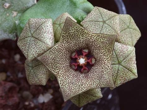 Caralluma Hexagona World Of Succulents