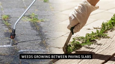 Methods To Prevent Weeds From Growing Between Paving Slabs