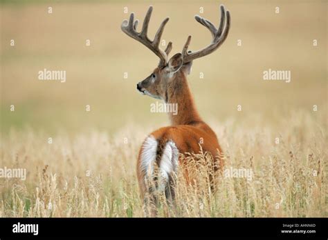 Whitetail buck during summer with antlers in velvet Stock Photo - Alamy