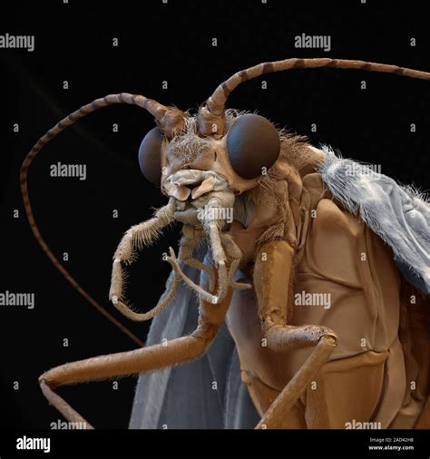 Caddisfly Coloured Scanning Electron Micrograph Of A Caddisfly Order