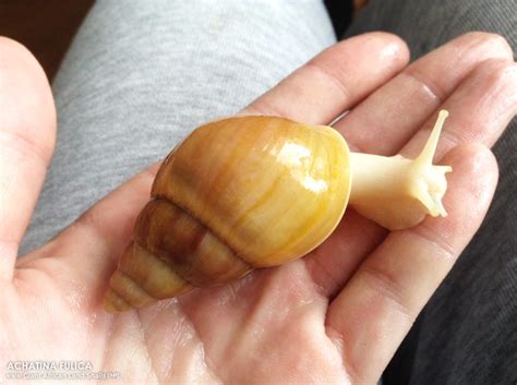 ACHATINA FULICA - G.a.l.s.