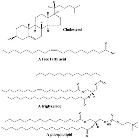 Organic Molecules Carbs Proteins Lipids And Nucleic Acids P3