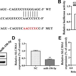 SLC38A1 Is A Target Gene Of MiR 150 5p A Bioinformatics Analysis