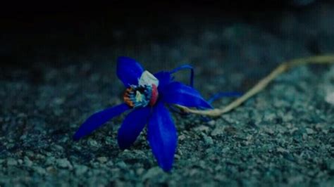 Blue Orchid from Kdrama Little Women em 2022 Orquídea azul Orquídeas