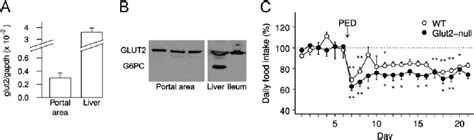 Glut Is Present In The Portal Area But Not Necessary For Glucose