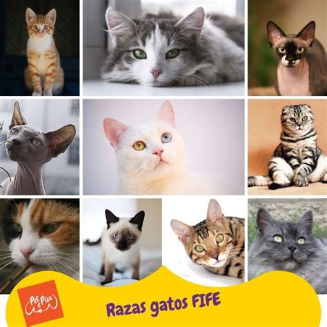 Razas De Gatos Seg N Fife Conoce Las Razas Gatunas Seg N La Federaci N