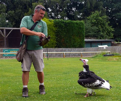 Ethel White Headed Vulture Thirsk Bird Of Prey Centre Flickr