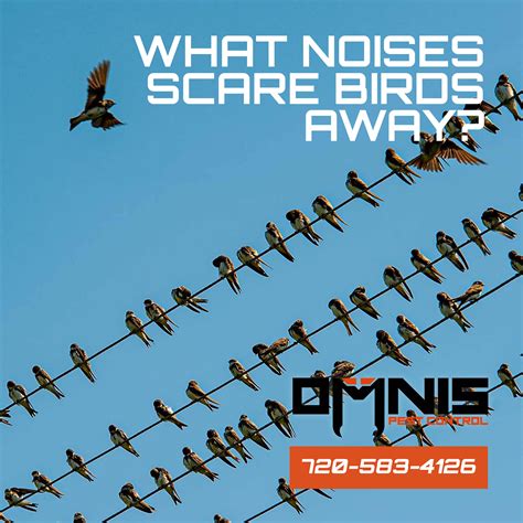 What Noises Scare Birds Away? - OMNIS Pest Control