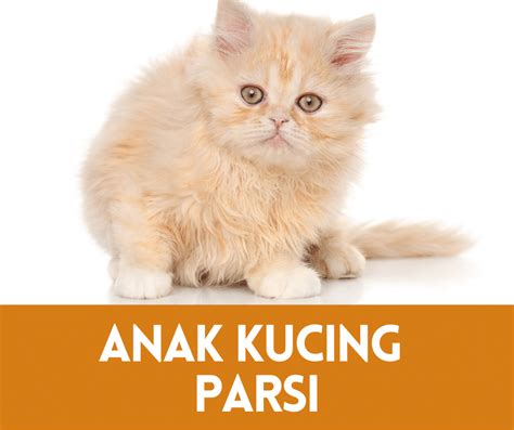 Kucing Siam Parsi Gambar 2024 • Semuanya Tentang Kucing