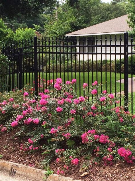 Summer Flowering Shrubs Hgtv