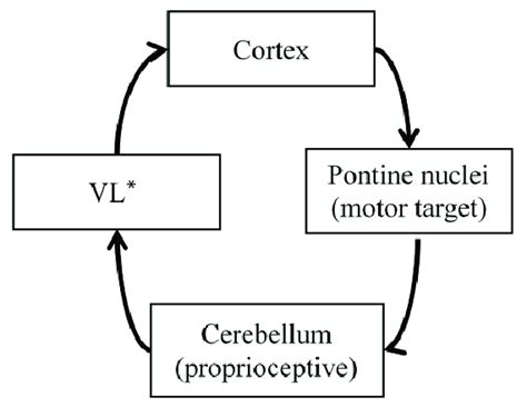 Cortico Ponto Cerebellar Pathway The Presence Of Ataxia Relates To The Download Scientific