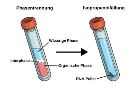 Dna Isolierung Labster