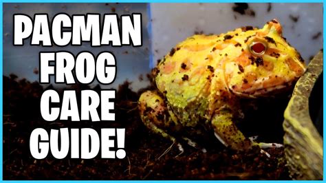 How To Setup A Pacman Frog Tank How To Care For Pac Man Frogs Youtube