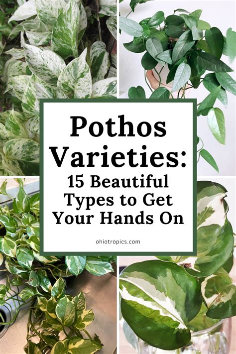 Pothos Varieties 17 Beautiful Types To Get Your Hands On Artofit