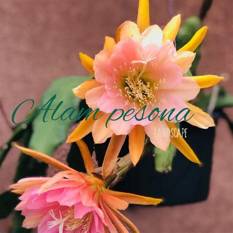 Jual Promo Bibit Bunga Wijaya Kusuma Wasabi Epiphyllum Shopee