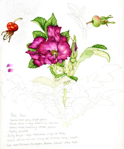 Rosa Rugosa Rose Sketchbook Study Botanical Illustration By Lizzie