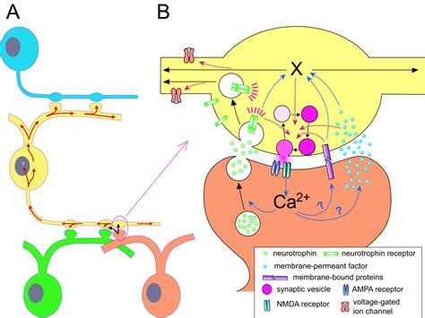 Retrograde Signaling At Central Synapses Pnas