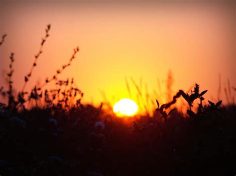 Images Gratuites Silhouette Soleil Lever Du Soleil Le Coucher Du