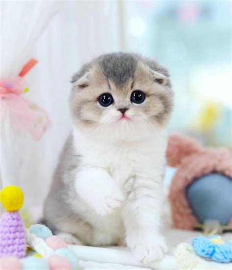 Scottish Fold Munchkin Cat For Sale At Fuzzy Munchkins