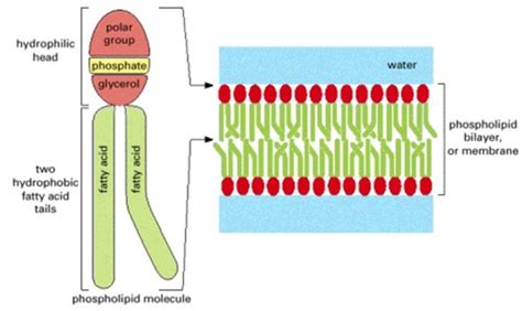 Membrantransport Und Ruhemembranpotential Flashcards Quizlet