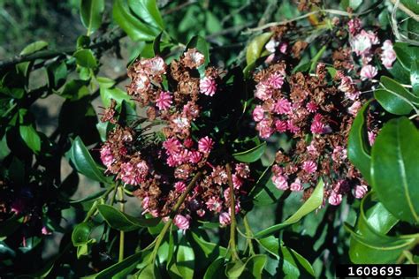 Mountain Laurel Kalmia Latifolia