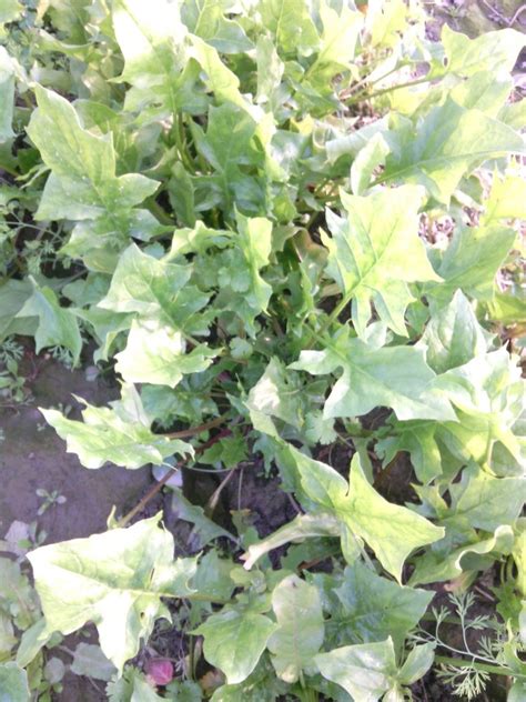 Natural Green Kantedar Spinach Seed Kantedar Palak Seeds Packaging