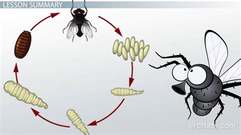 Blow Flies | Overview & Facts - Lesson | Study.com