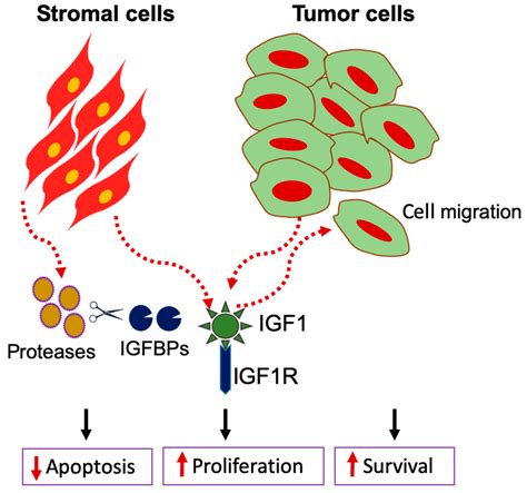 Cancers Free Full Text Role Of Tumor And Stroma Derived Igf Igfbps