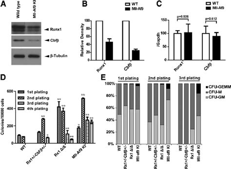 Runx1 And Cbfb Are Downregulated In Mllaf9 Knock In Mice A