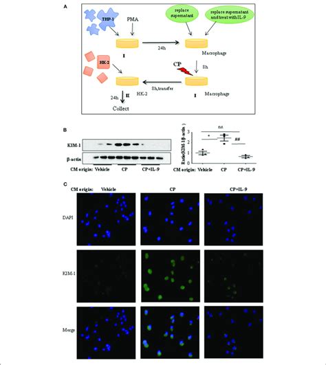 | Interleukin-9 (IL-9) suppressed the kidney injury molecule-1 (KIM-1 ...