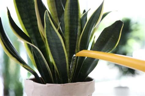 10 Common Snake Plant Problems & How To Fix Them