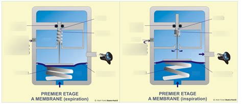 Détendeur membrane Diagram Quizlet