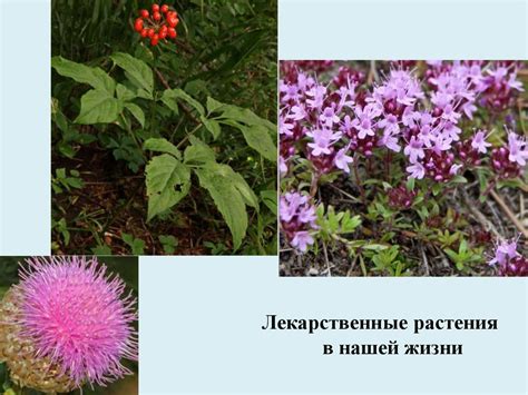 Лекарственные растения в нашей жизни - презентация онлайн