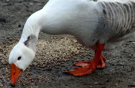 Parc Paysager De Saint Nazaire Nigivirtoima Flickr