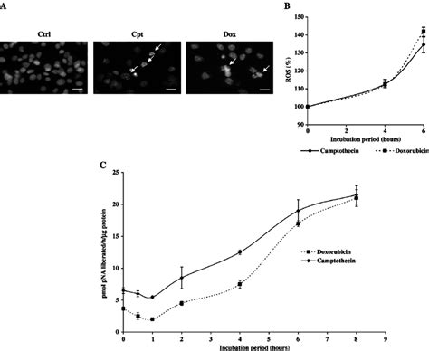 Evaluation Of The Effect Of Camptothecin And Doxorubicin On Apoptosis