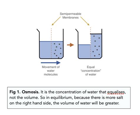 Osmosis Diagram Gcse