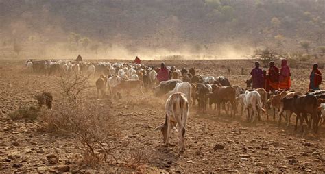 Meeting the Maasai cattle | earthstar