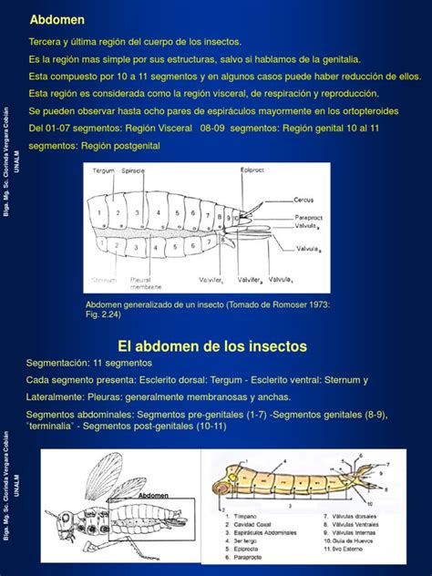 6 El Abdomen De Los Insectos 2020 Pdf Abdomen Sistema Reproductivo