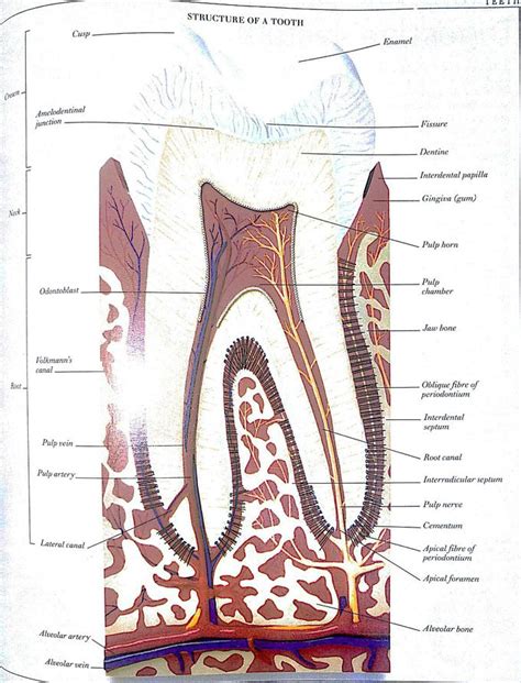 Structure Of Tooth Medizzy