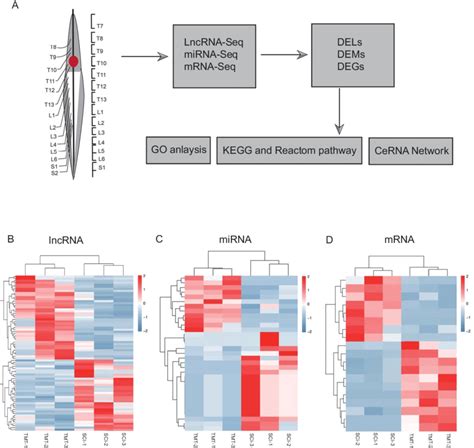 Hierarchical Clustering And Heat Map Analysis Of Differentially