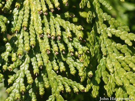 Thuja occidentalis - Description | CG Encyclopedia