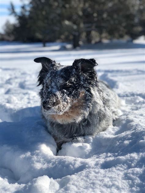 Snow Dog | Snow dogs, Dogs, Adorable