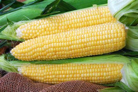 Gold Standard | Yellow | Sweet Corn | Corn | Products | Vegetables ...