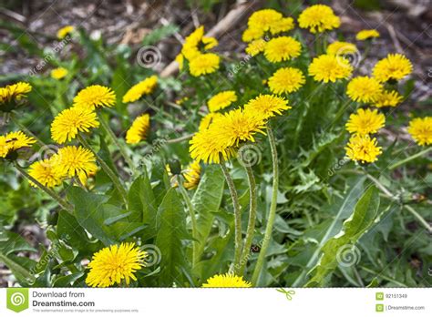 Yellow Dandelion Flowers With Leaves In Green Grass Stock Image Image