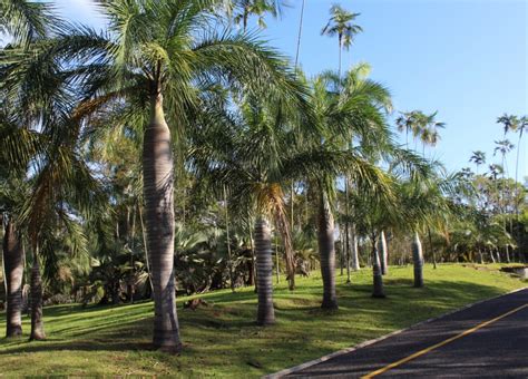 Jardín Botánico Nacional | JBN - Área de Palmas