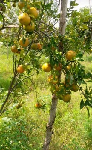 A Grade Maharashtra Fresh Orange Packaging Size 25 Packaging Type