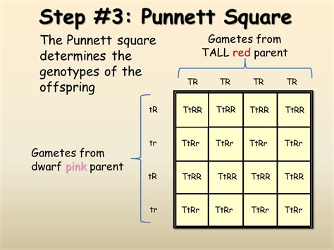 Dihybrid Punnett Square Genotype And Phenotype Determining Genotypes Images