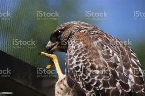 Red Shouldered Hawk Bird Of Prey Raptor Stock Photo Download Image