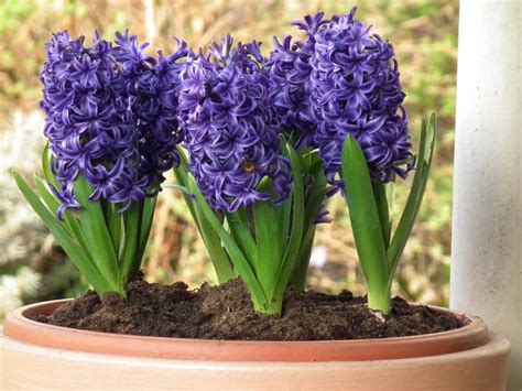 Guía completa cómo plantar bulbos de jacintos correctamente para un