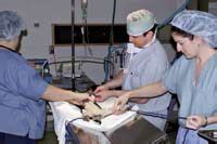 Early spay/neuter procedure: Benefits must outweigh risks, DVMs say